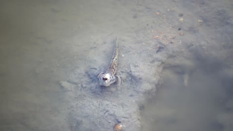 Mudskipper-(amphibious-fish)-is-stay-at-mud.